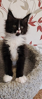 Котенок мейн-кун