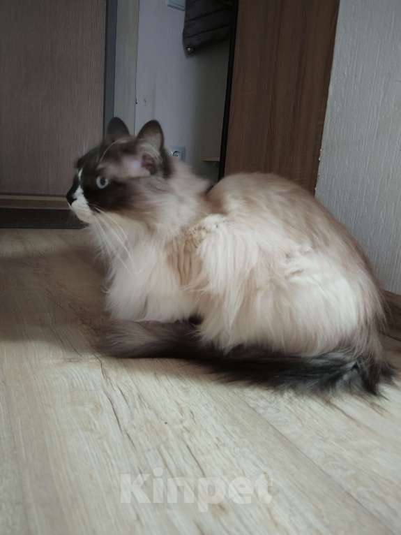 Кошки в Екатеринбурге: Очаровательный Феликс Мальчик, Бесплатно - фото 4