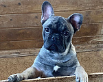 Собаки в Санкт-Петербурге: Шикарный мальчик французского бульдога Мальчик, 45 000 руб. - фото 2