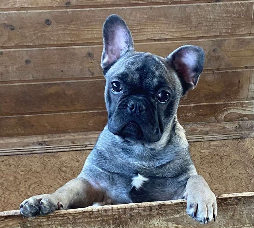 Собаки в Санкт-Петербурге: Шикарный мальчик французского бульдога Мальчик, 45 000 руб. - фото 2