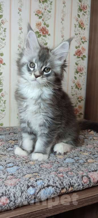 Кошки в других городах Московской области: Котик мейн-кун Мальчик, 45 000 руб. - фото 2