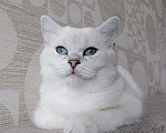 Кошки в Брянске: Кот на вязку , 1 000 руб. - фото 1