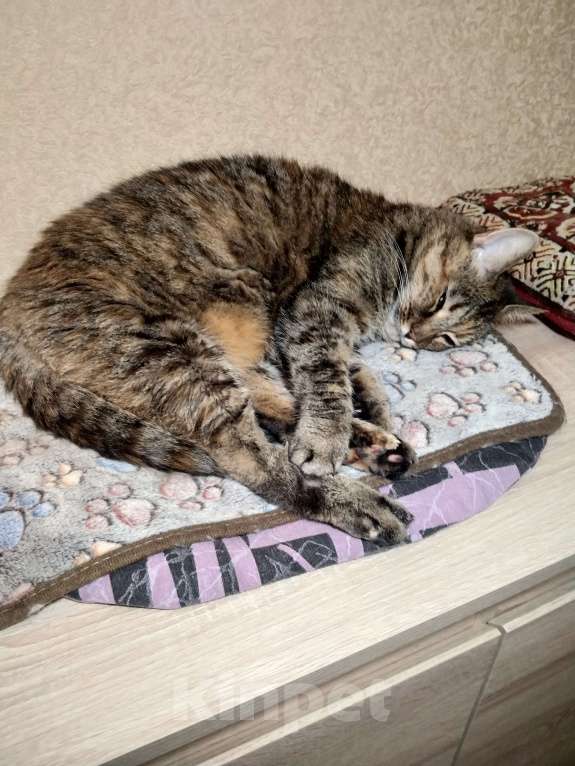 Кошки в Санкт-Петербурге: Кошка в добрые руки Девочка, 10 руб. - фото 5