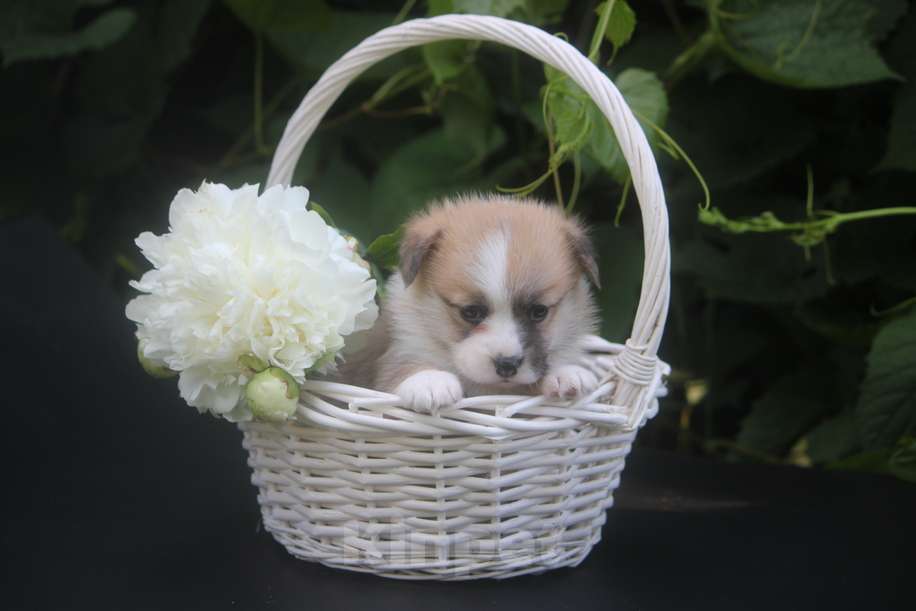 Собаки в других городах Московской области: Гуль-Дара Жасмина Девочка, Бесплатно - фото 6