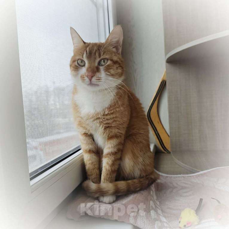 Кошки в Москве: Рыжему счастью нужен дом Мальчик, Бесплатно - фото 6