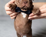 Собаки в Москве: Французский бульдог, щенок Мальчик, 70 000 руб. - фото 8