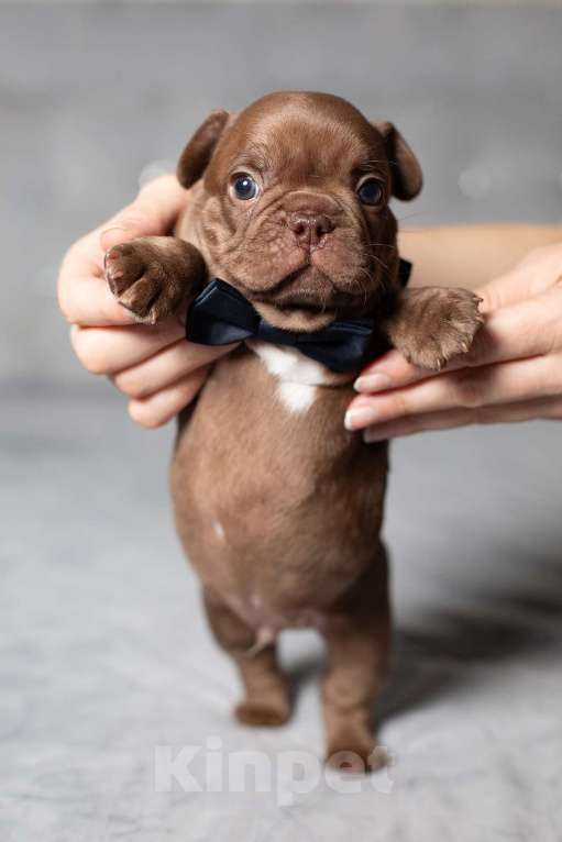 Собаки в Москве: Французский бульдог, щенок Мальчик, 70 000 руб. - фото 8