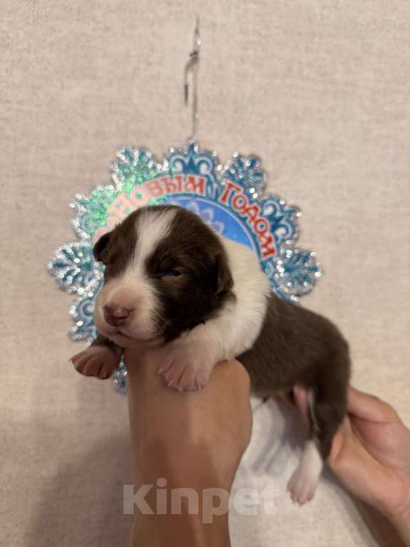 Собаки в других городах Московской области: Щенки Бордер Колли  Девочка, 90 000 руб. - фото 2