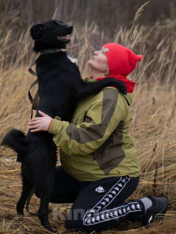 Собаки в Москве: Оникс ищет семью Мальчик, Бесплатно - фото 8