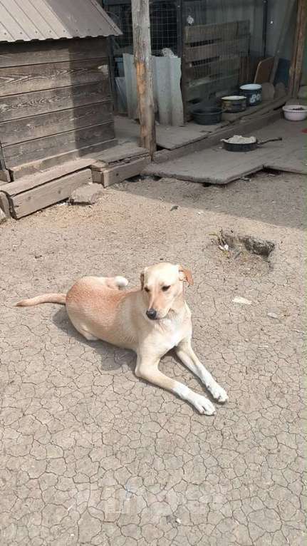 Собаки в Москве: Не такая как все!Собака по кличке Карамелька. Девочка, Бесплатно - фото 5