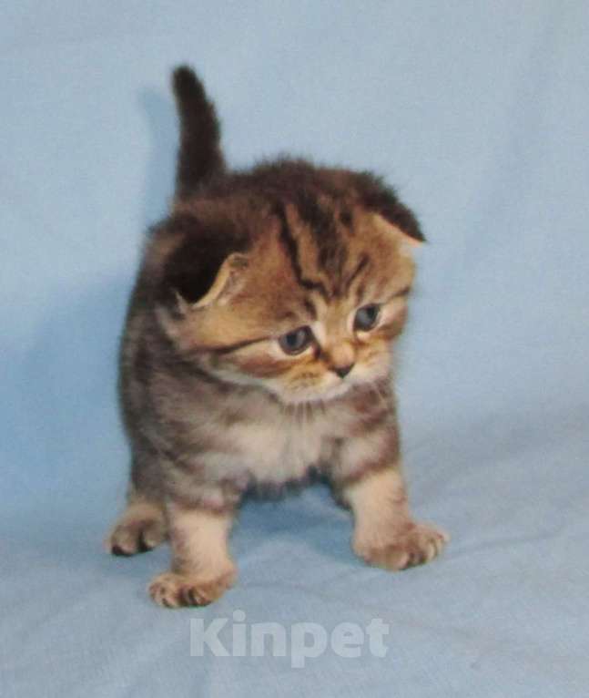 Кошки в Санкт-Петербурге: шотландский котик Мальчик, 40 000 руб. - фото 5