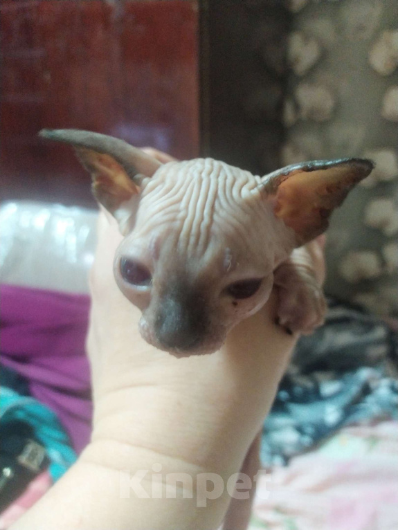 Кошки в Донецке: Канадский сфинкс мальчик  Мальчик, 20 000 руб. - фото 2