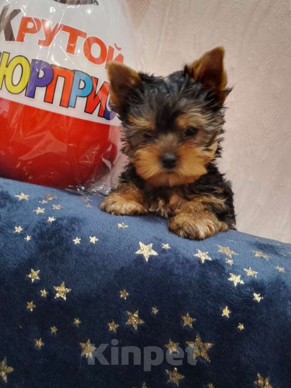 Собаки в Боровске: Пупсики Мальчик, 25 000 руб. - фото 8