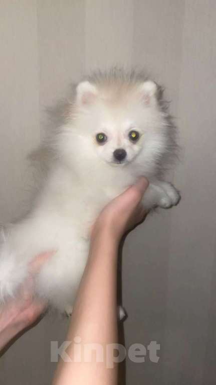 Собаки в Кирове: Померанский шпиц. Продажа. POMERANIAN PUPPY. SALE. Девочка, 30 000 руб. - фото 6