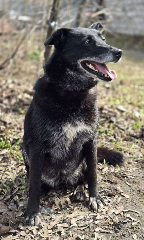 Собаки в Королеве: Очаровательная девчонка по имени Майя ищет дом! Девочка, Бесплатно - фото 10