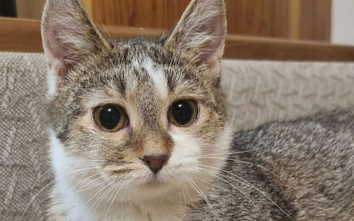 Пухлые щечки и умные глазки