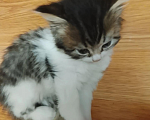 Кошки в Курске: котёнок мальчик Мальчик, Бесплатно - фото 1
