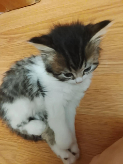 котёнок мальчик