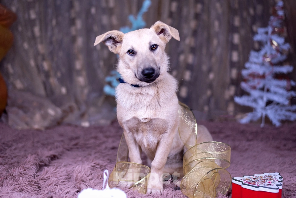 Собаки в других городах Московской области: Ася щенок  Девочка, Бесплатно - фото 5