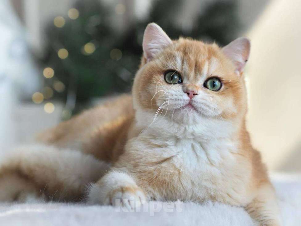 Кошки в Москве: Красивая британская кошечка Девочка, 25 000 руб. - фото 1