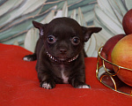 Собаки в Москве: Шоколадная девочка- чихуа Девочка, 35 000 руб. - фото 1