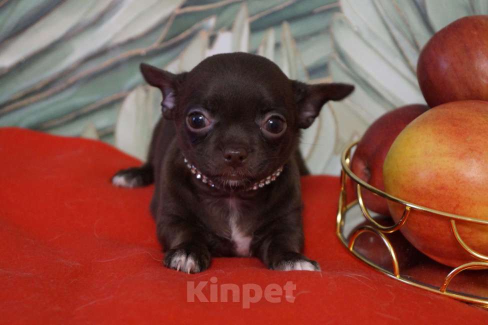 Собаки в Москве: Шоколадная девочка- чихуа Девочка, 35 000 руб. - фото 1