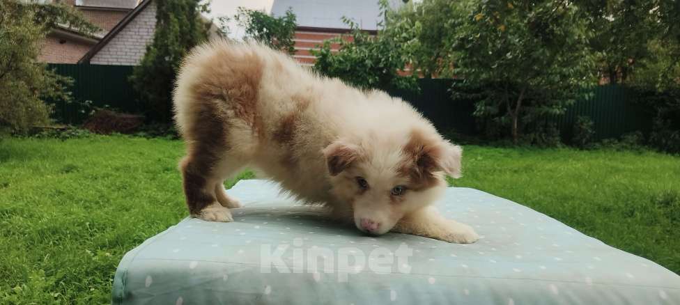 Собаки в Домодедово: Щенок Австралийской овчарки  Девочка, 80 000 руб. - фото 4