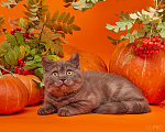 Кошки в Новосибирске: Шоколадный кот Мальчик, 10 000 руб. - фото 2