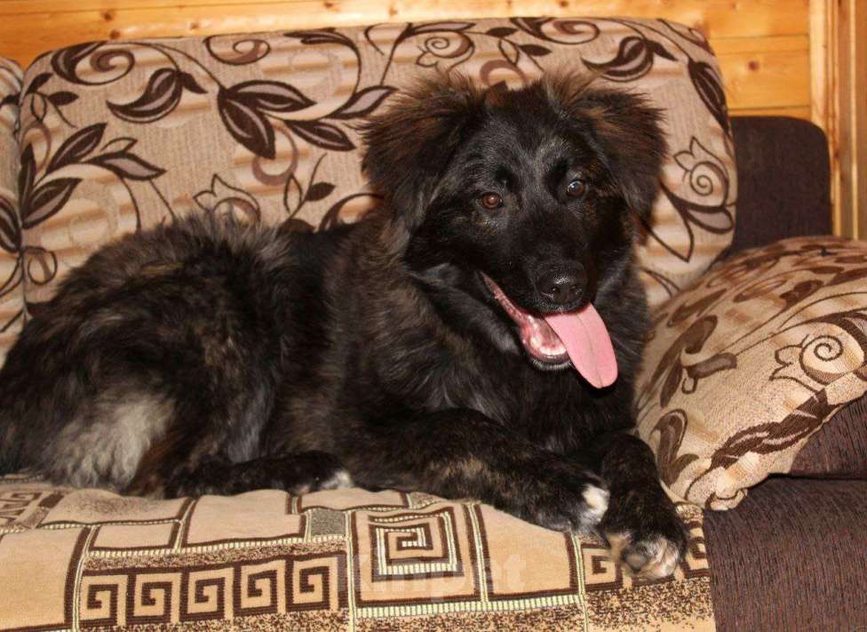 Собаки в Долгопрудном: щенок бесплатно Мальчик, Бесплатно - фото 1