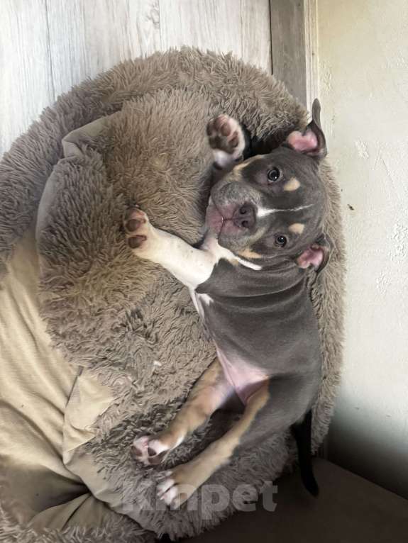 Собаки в Москве: Голубой триколор Девочка, 70 000 руб. - фото 10