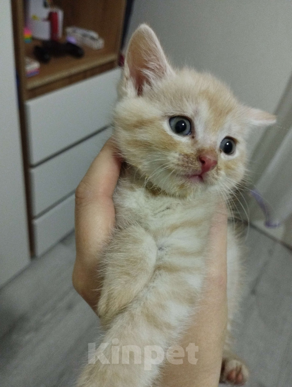 Кошки в Одинцово: Котенок в добрые руки  Девочка, Бесплатно - фото 2