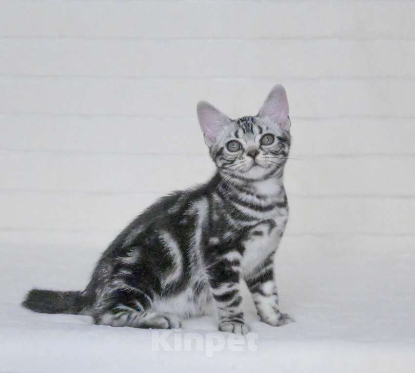 Кошки в Москве: Котенок американской короткошерстной породы Мальчик, 75 000 руб. - фото 5