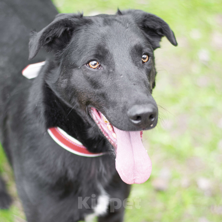 Собаки в Москве: Чоджи  Мальчик, Бесплатно - фото 2