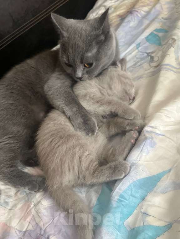 Кошки в Реутове: Шотландский прямоухий котёнок 09.10.2024 Девочка, 10 000 руб. - фото 4