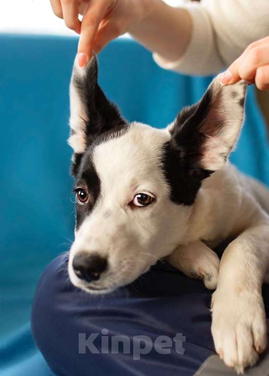 Собаки в Москве: Белый щенок Эмми в добрые руки Девочка, 1 руб. - фото 10