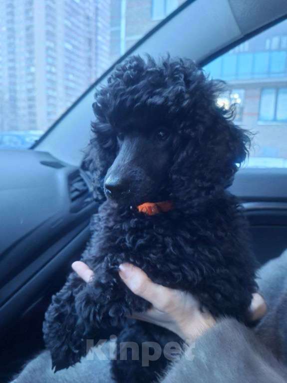 Собаки в Санкт-Петербурге: Пудель средний, сука черного окраса Девочка, 100 000 руб. - фото 1