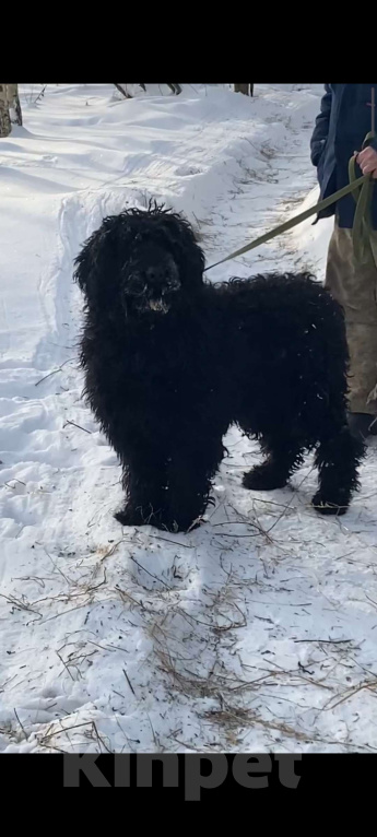 Собаки в Москве: Русский черный терьер в добрые руки Девочка, Бесплатно - фото 1