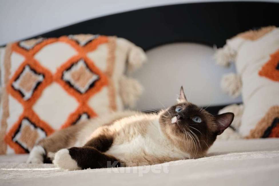 Кошки в Москве: шикарная кошка тайской породы Мэгги ищет дом Девочка, Бесплатно - фото 4