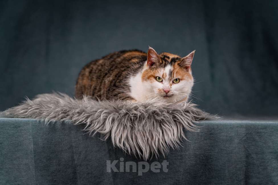 Кошки в Клине: Ириска — просто замечательная кошечка Девочка, Бесплатно - фото 7