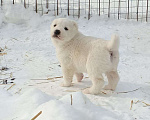 Собаки в Тюмени: Щенки алабая Мальчик, Бесплатно - фото 2