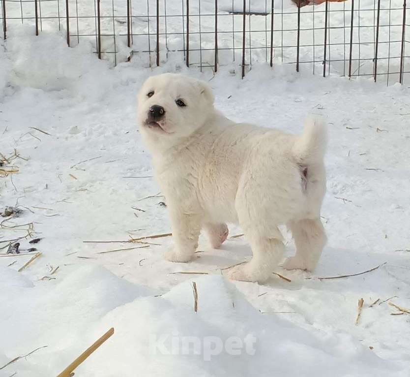 Собаки в Тюмени: Щенки алабая Мальчик, Бесплатно - фото 2