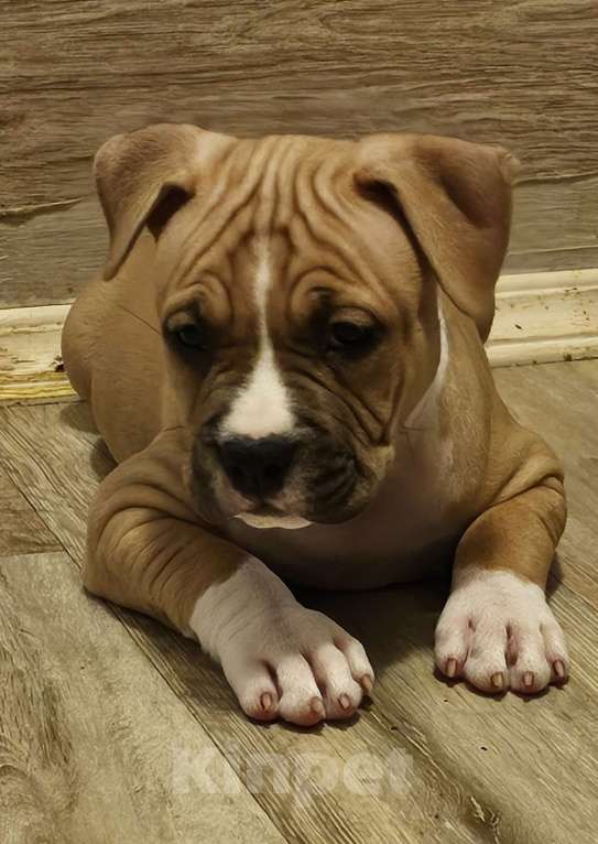 Собаки в Красногорске: Девочка 4 Девочка, 50 000 руб. - фото 2