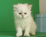 Кошки в Долгопрудном: Котенок сибирский  Мальчик, 35 000 руб. - фото 1