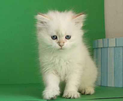 Объявление: Котенок сибирский , 35 000 руб., Долгопрудный