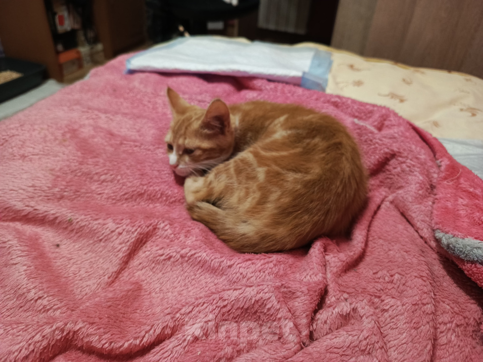 Кошки в Калуге: Котенок в добрые руки Девочка, Бесплатно - фото 8