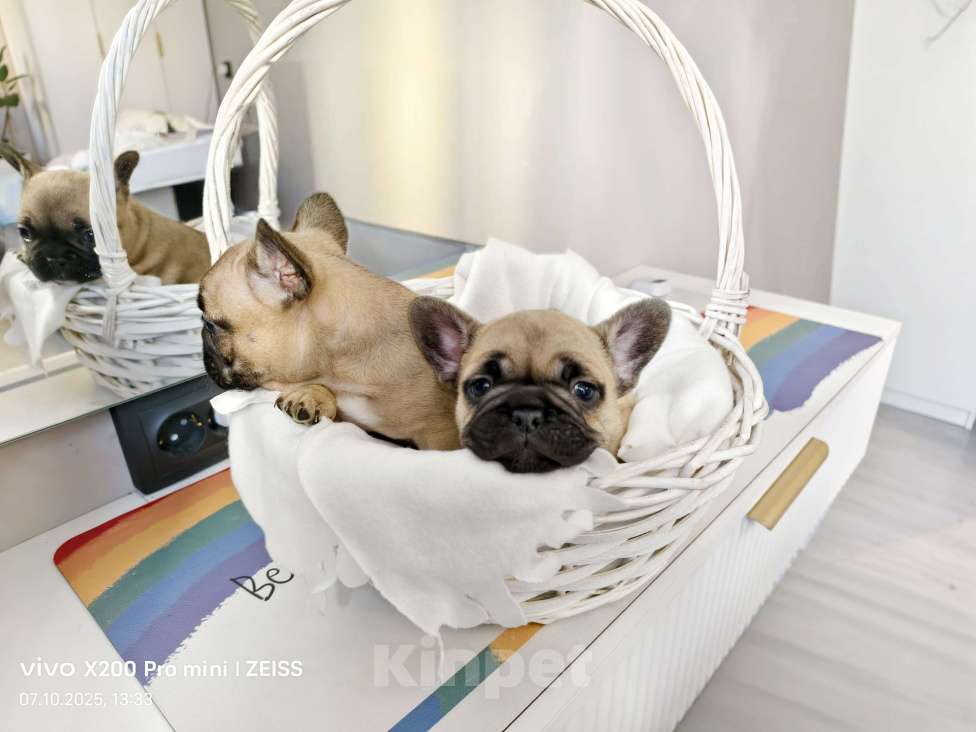 Собаки в Санкт-Петербурге: Щенок Французского бульдога. Девочка, 45 000 руб. - фото 2