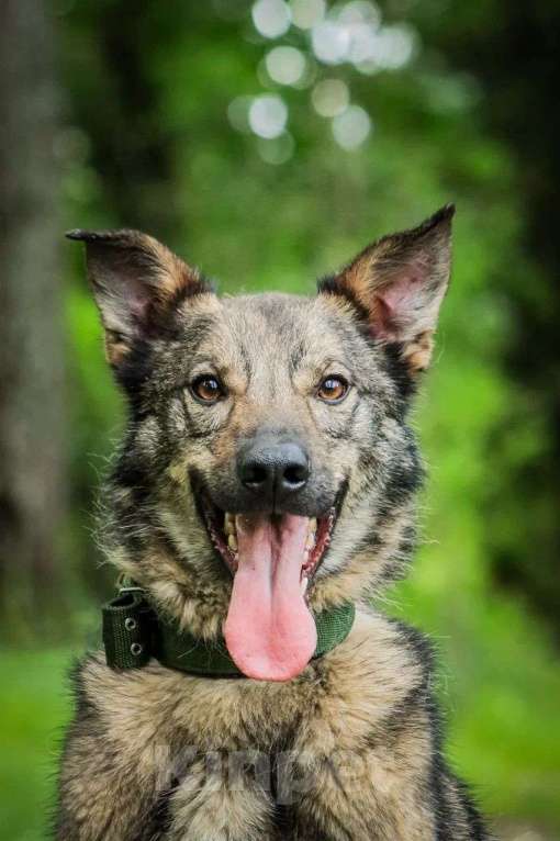 Собаки в Москве: Молодой пес Спарки ищет семью. Мальчик, Бесплатно - фото 3