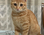 Кошки в Москве: Рыжая крошка осталась одна: всех братиков разобрали, а девочку никто не захотел  Девочка, Бесплатно - фото 1