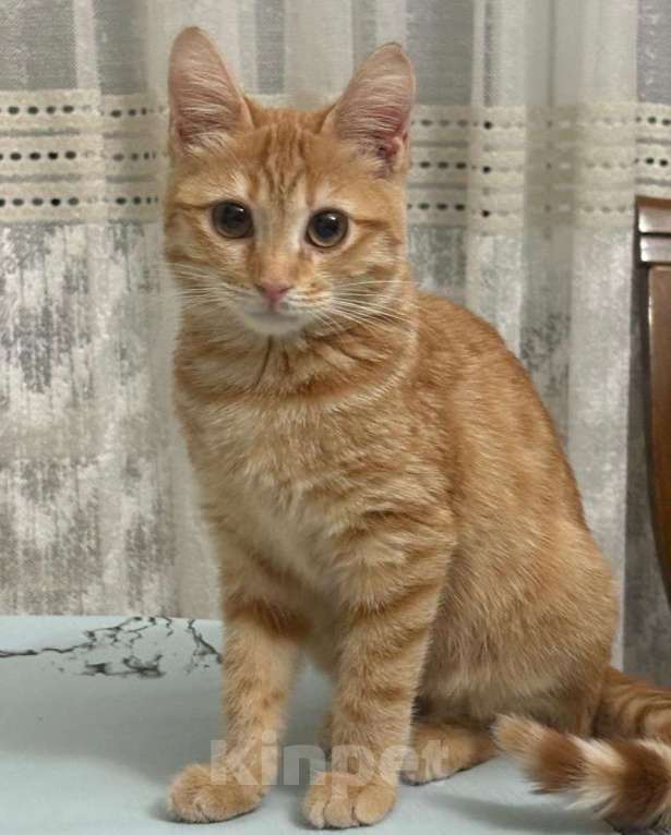 Кошки в Москве: Рыжая крошка осталась одна: всех братиков разобрали, а девочку никто не захотел  Девочка, Бесплатно - фото 1