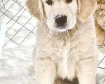 Собаки в Подольске: Золотистый ретривер- мальчик Мальчик, 90 000 руб. - фото 1